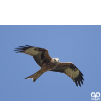 گونه کورکور حنایی Red Kite